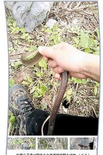 网红蛇蛇离婚了吗,离婚传闻真相揭晓