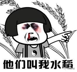 怼师兄的表情包,幽默风趣，轻松化解尴尬瞬间